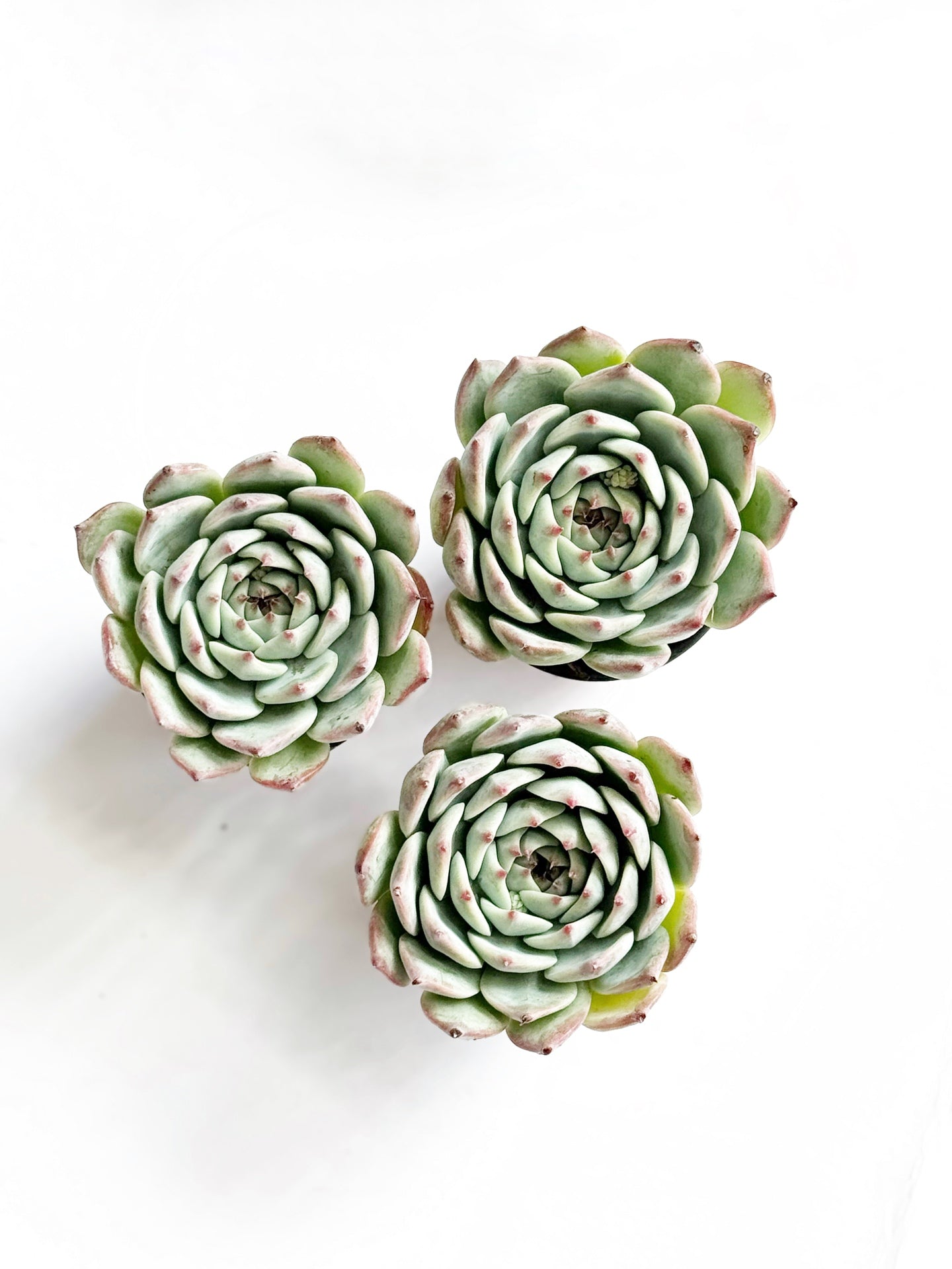 Echeveria chihuahuense