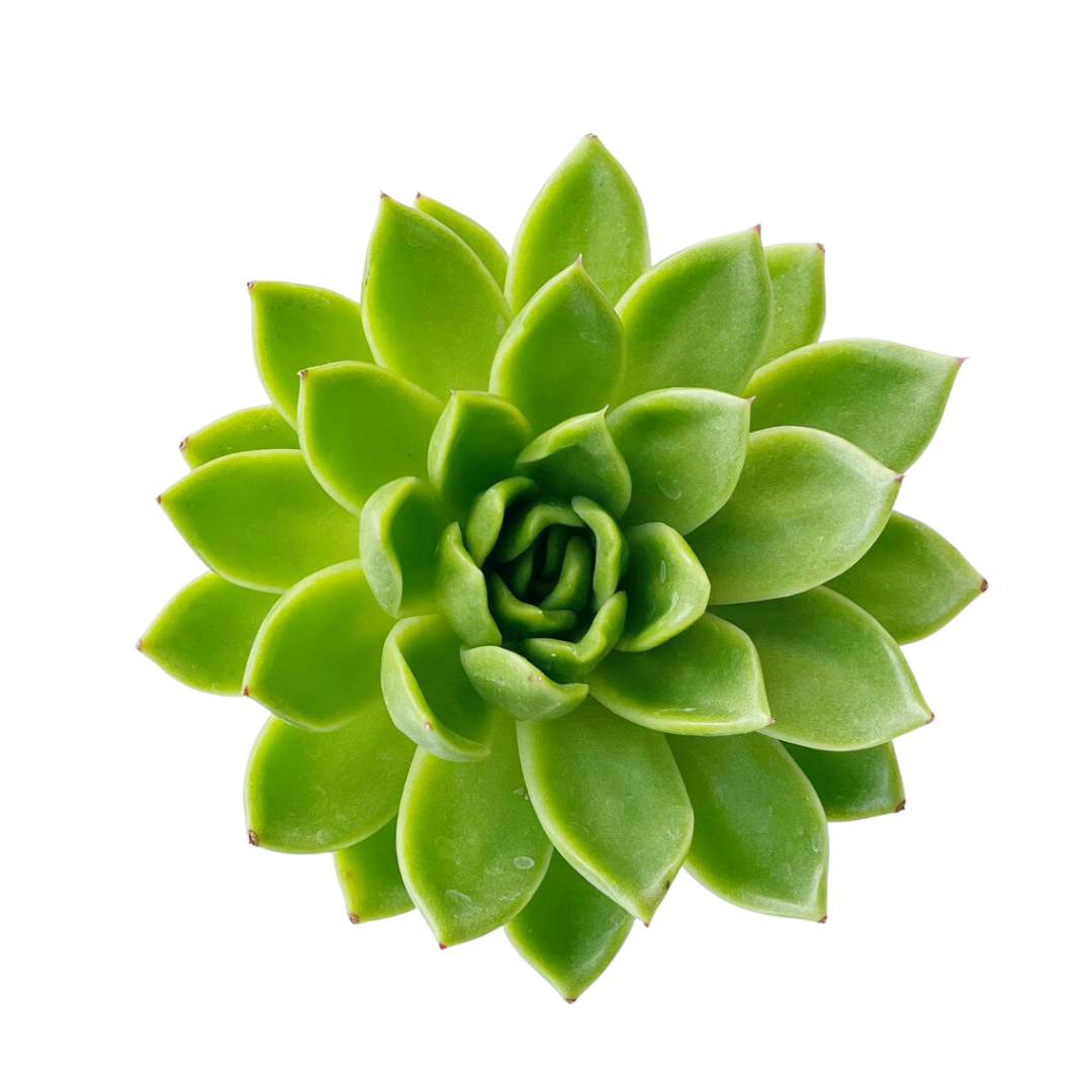 Echeveria Agavoides