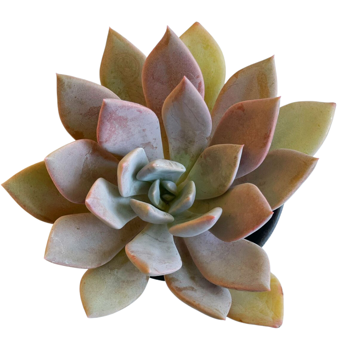 Echeveria Debby