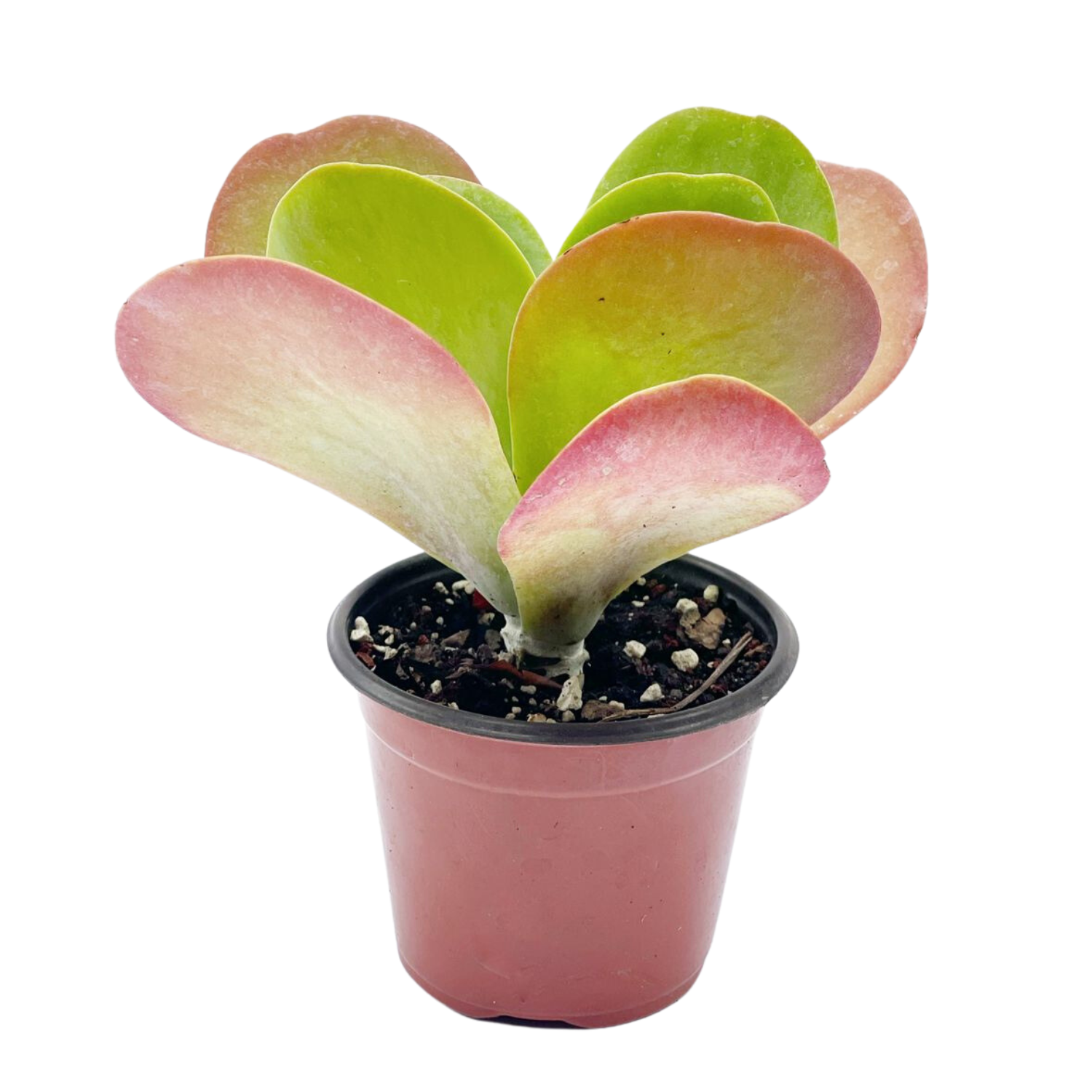 Kalanchoe luciae “Flapjacks” pequeño