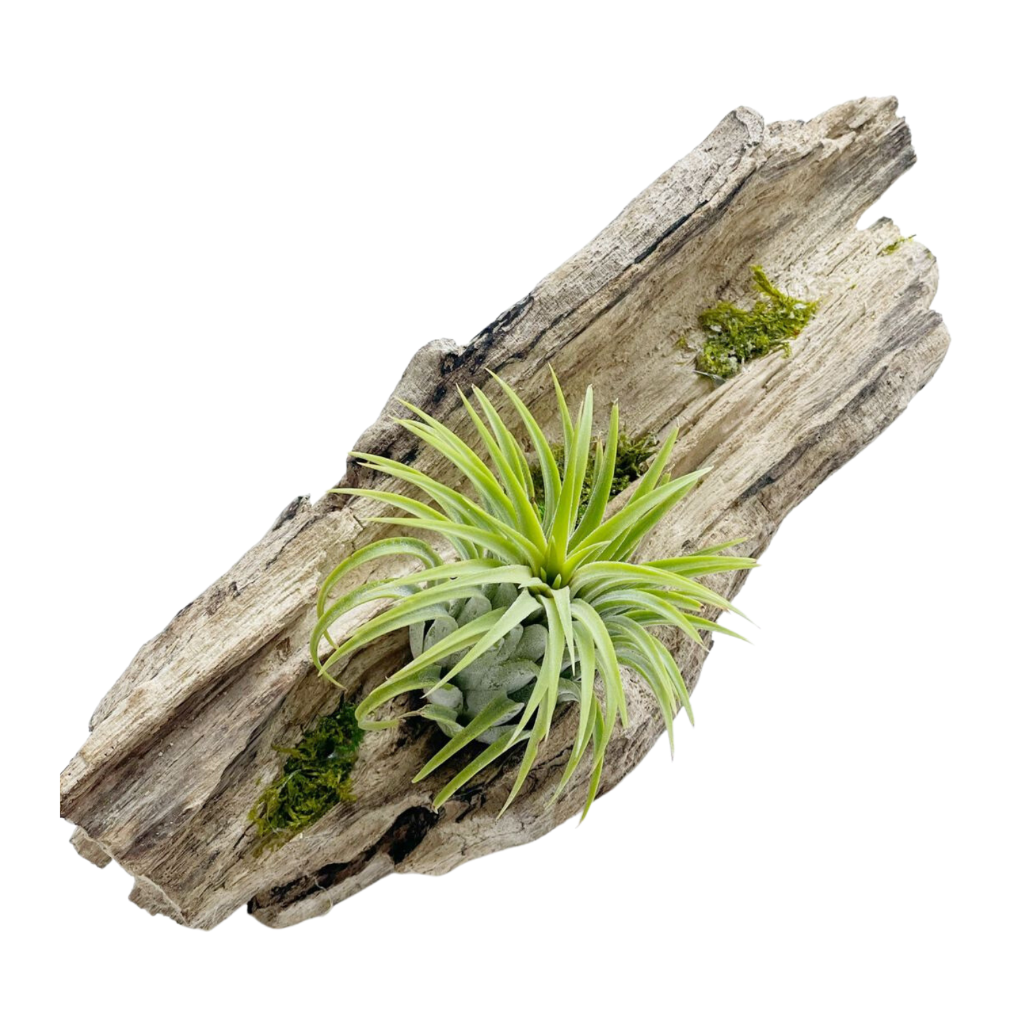 Plantas de aire en driftwood chico