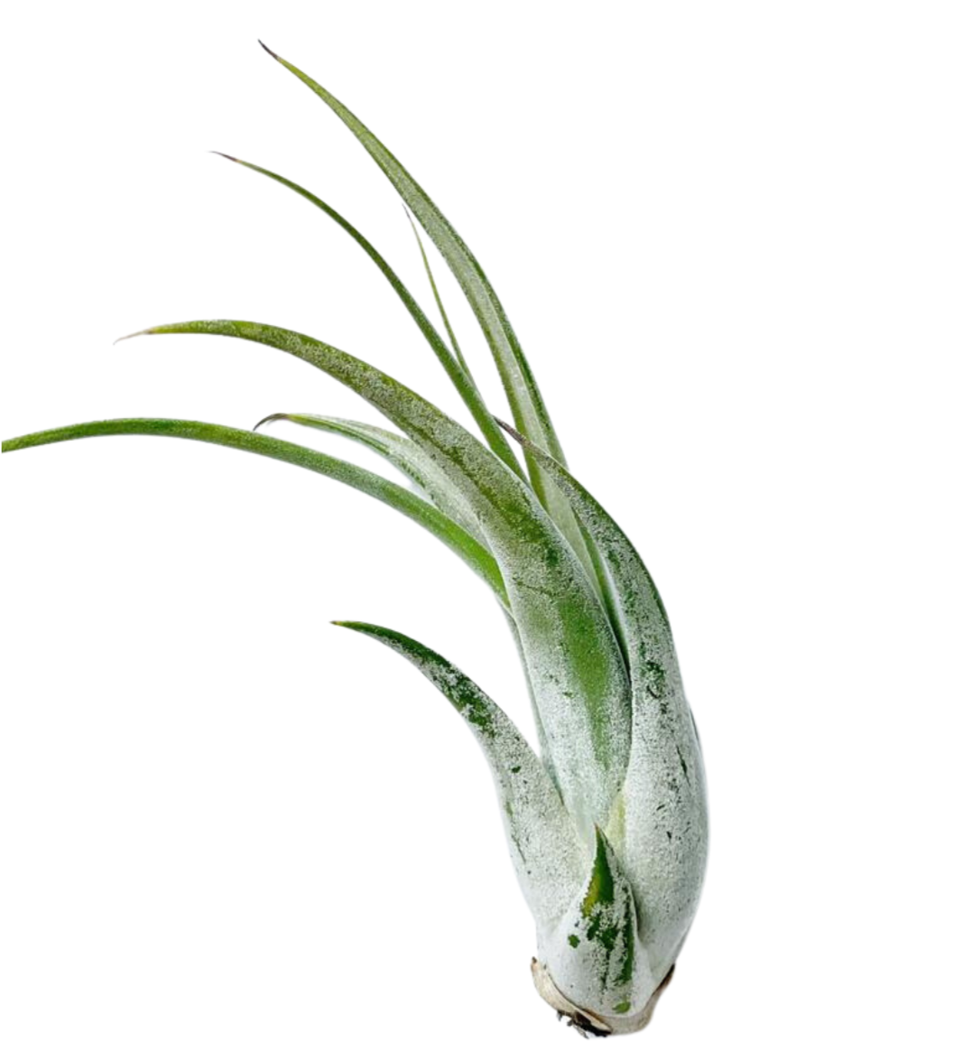 Tillandsia Circinata