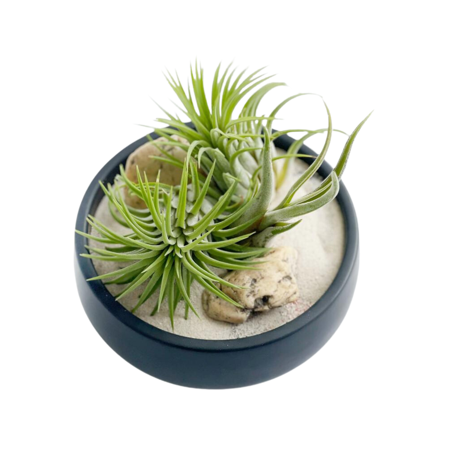 Maceta bowl con plantas de aire