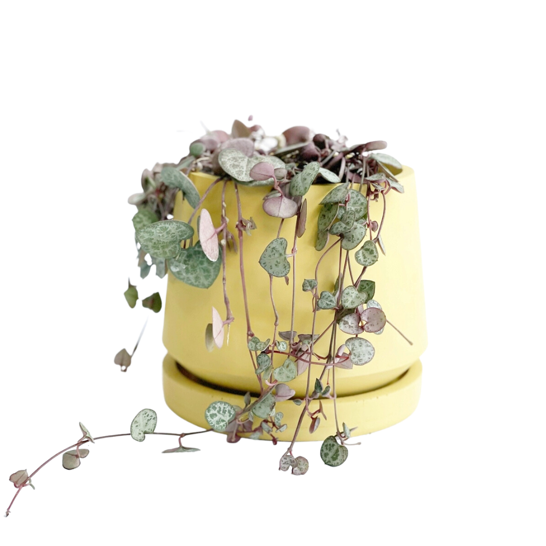 Maceta Harper grande