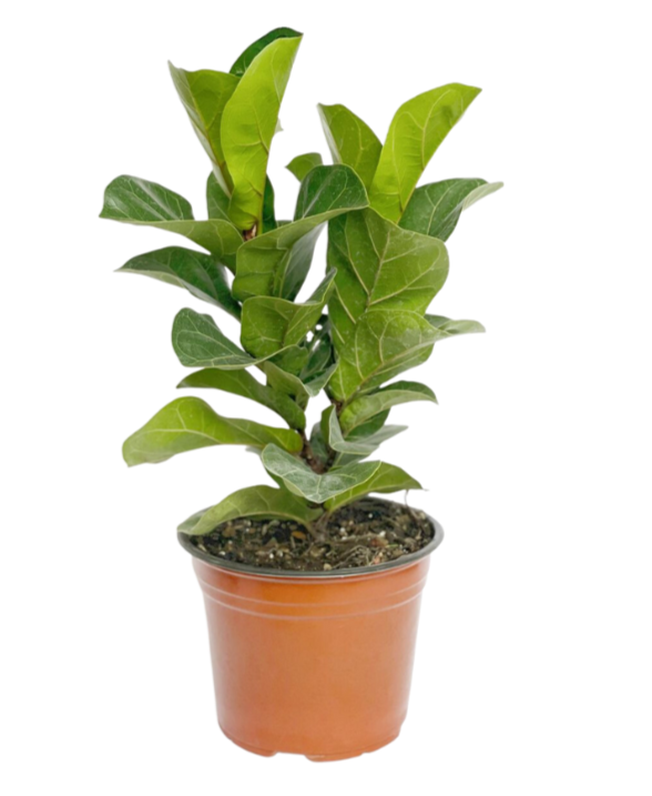 Ficus Pandurata