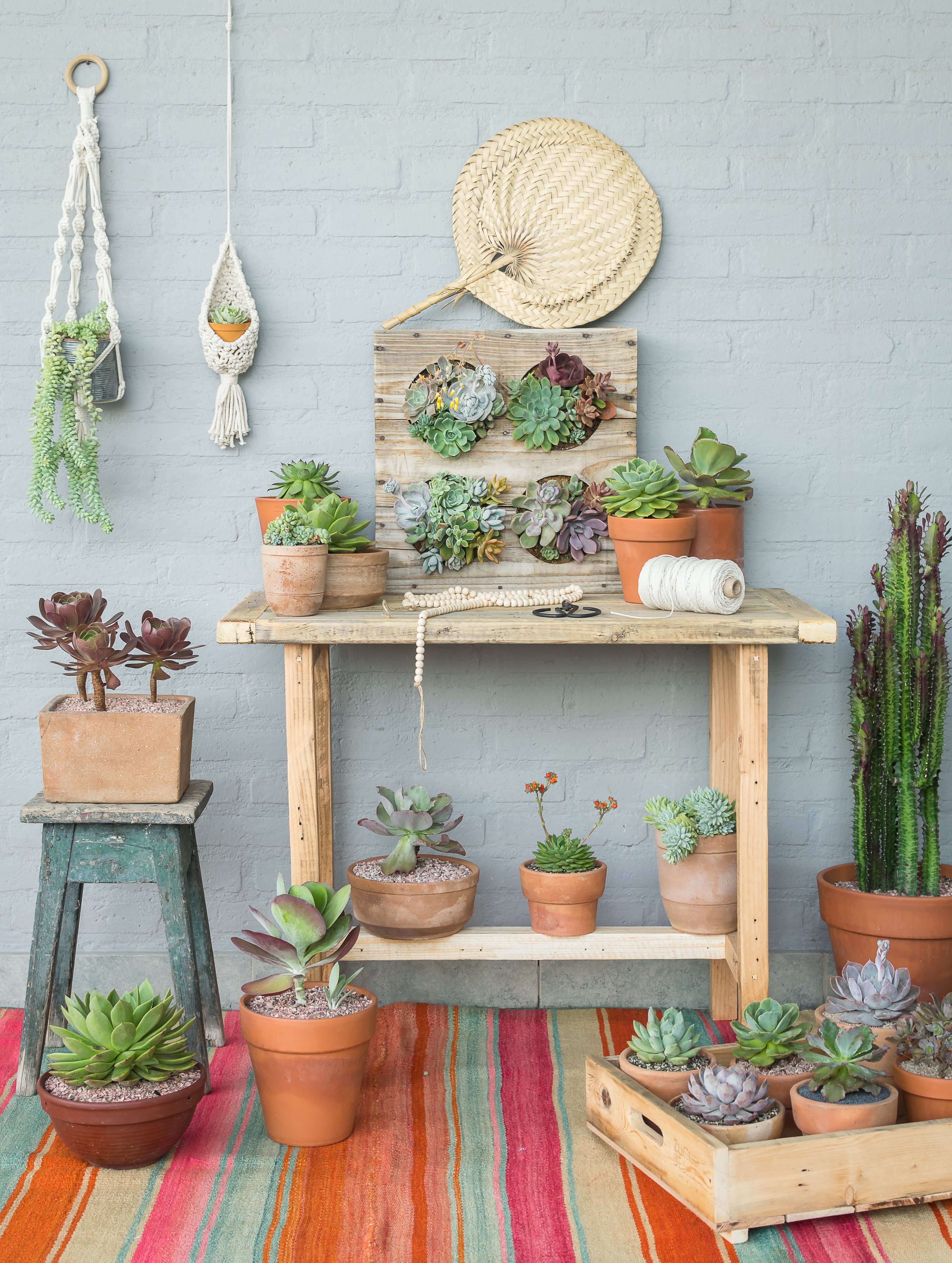 Plantas y Estilismo: Guía simple y práctica para iniciar tu decoración con plantas