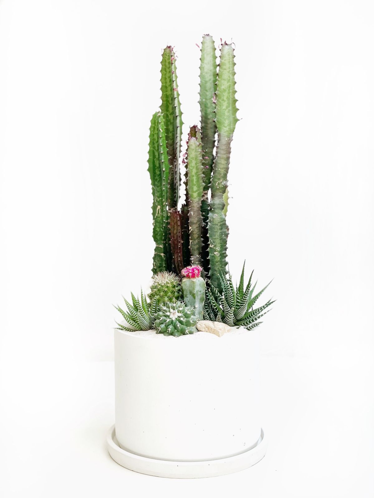 Jardín desértico en cilindro blanco con plato