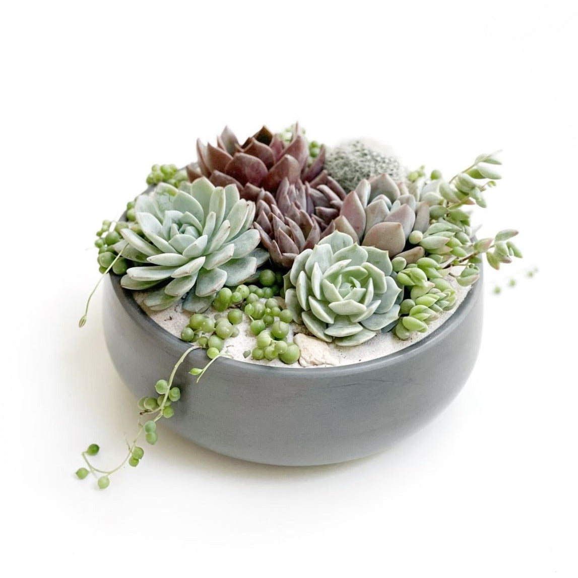 Bowl suculento grande