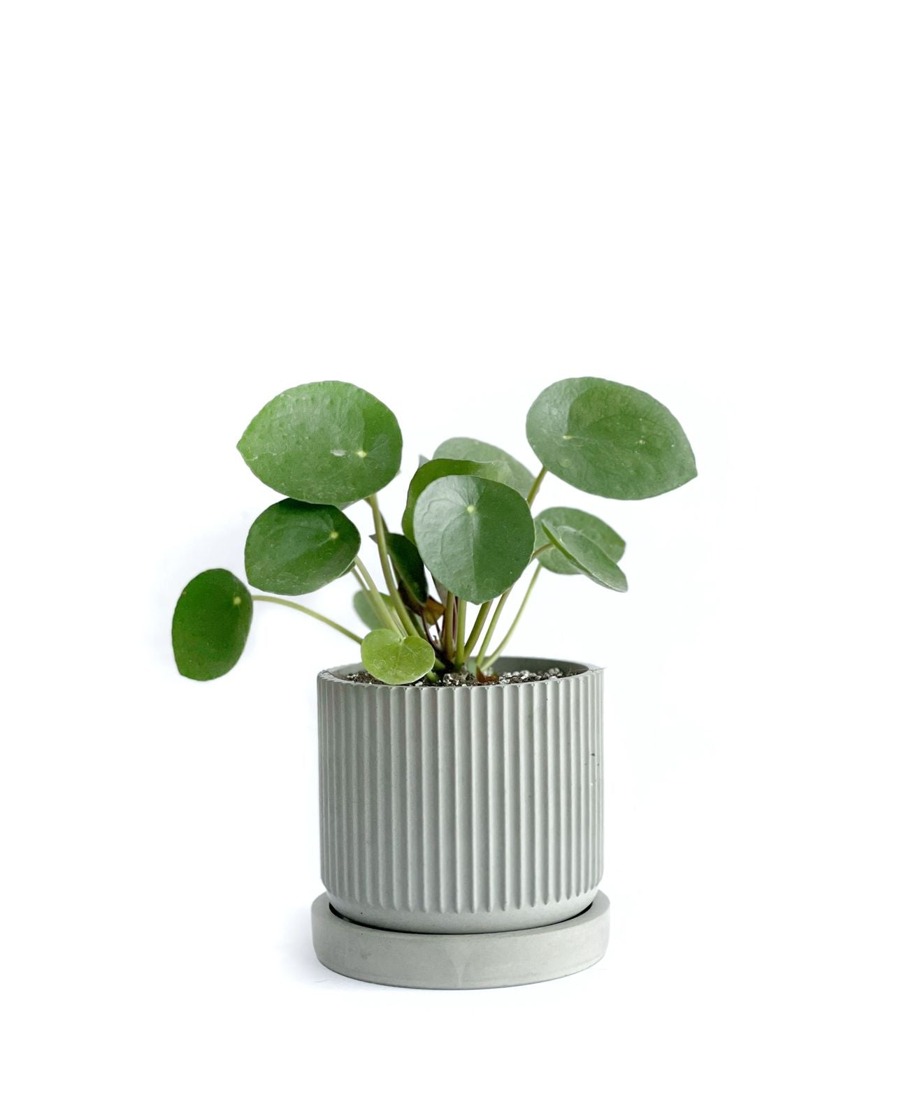Pilea peperomioides mediana