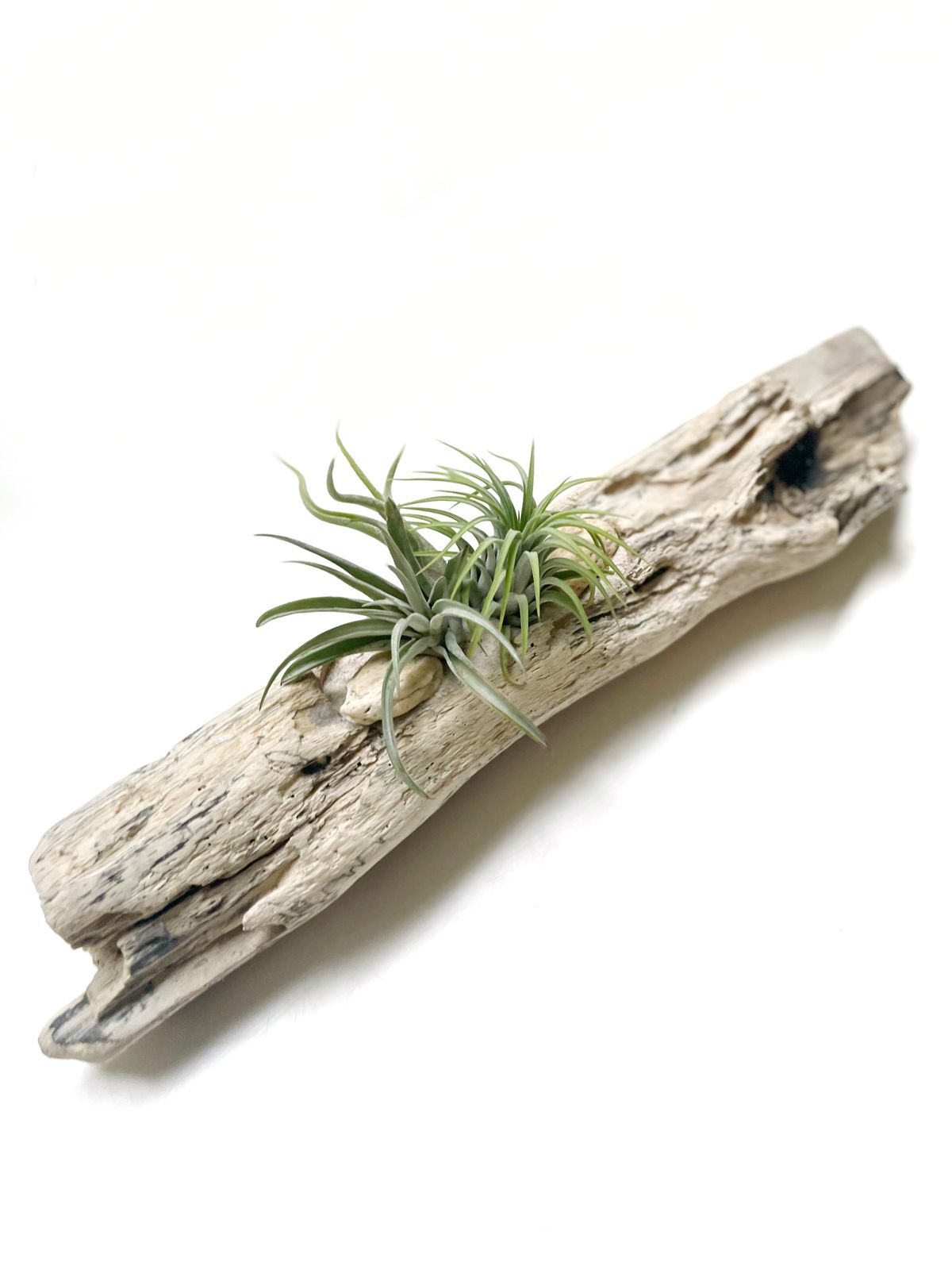 Plantas de aire en driftwood