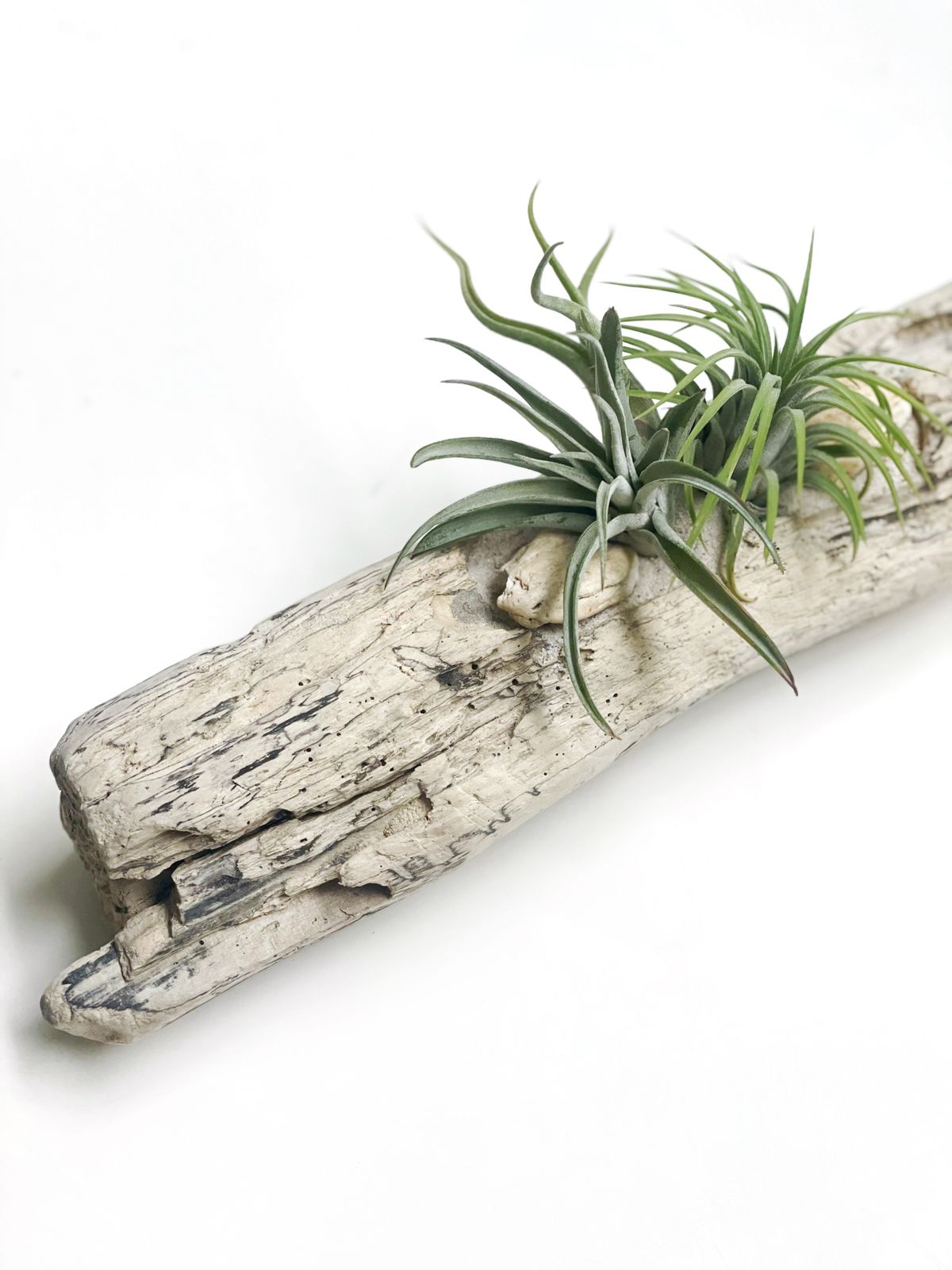 Plantas de aire en driftwood