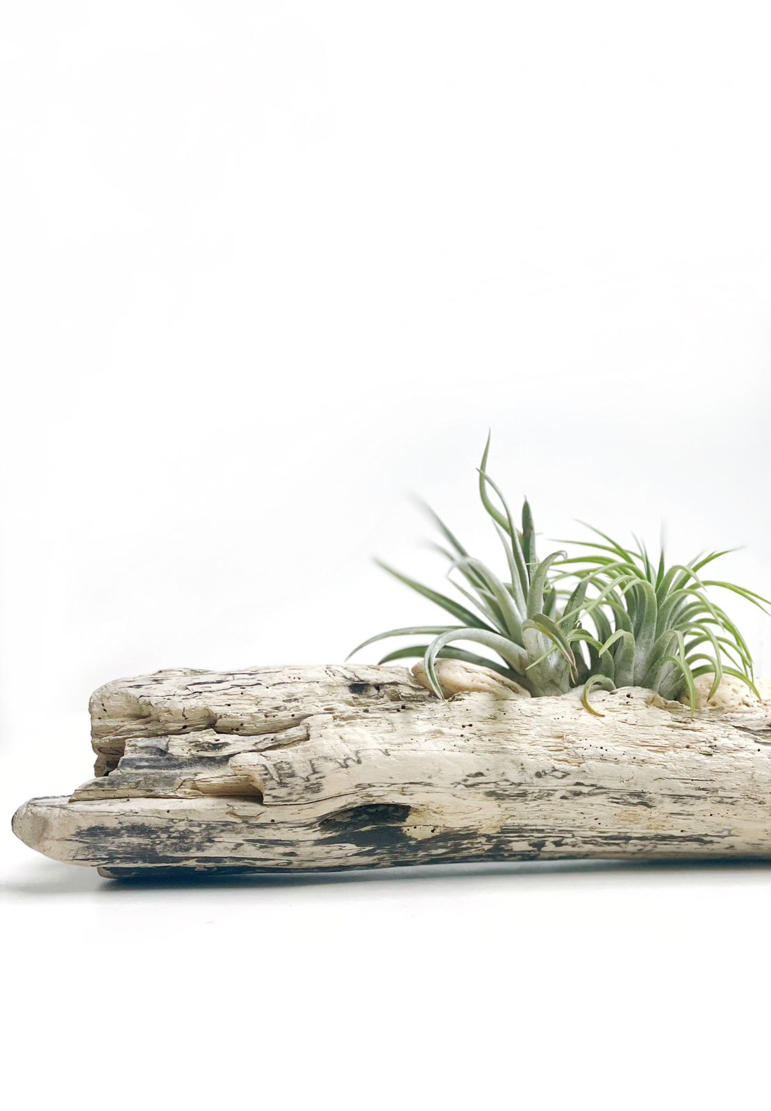 Plantas de aire en driftwood