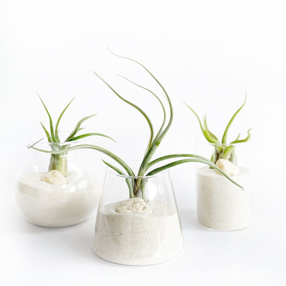 Set de frascos decorativos con plantas de aire