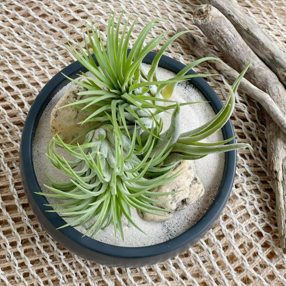 Maceta bowl con plantas de aire