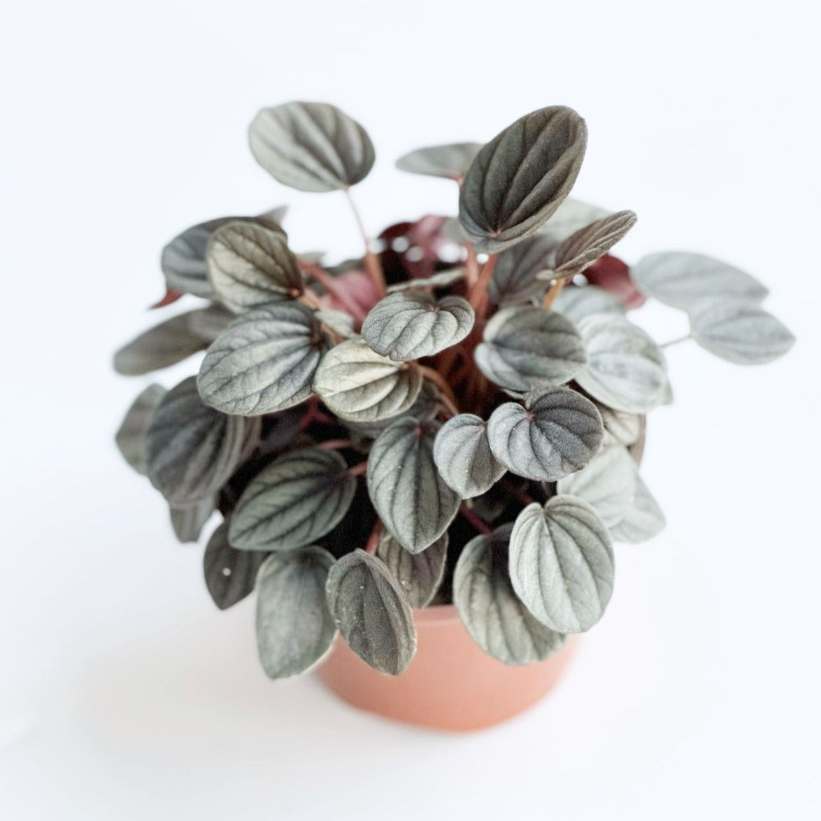 Peperomia &