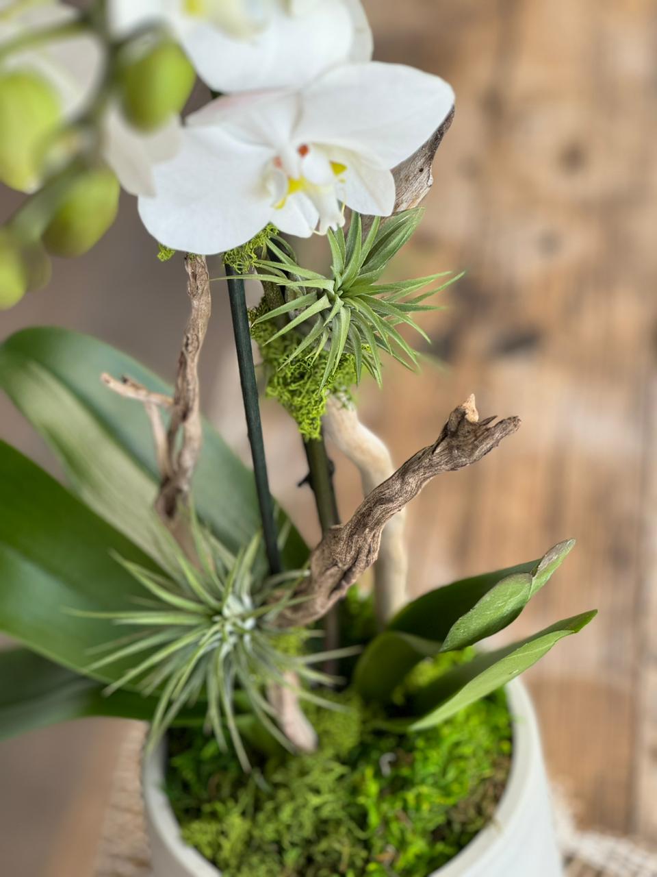 Arreglo de orquídea doble blanca con plantas de aire y driftwood