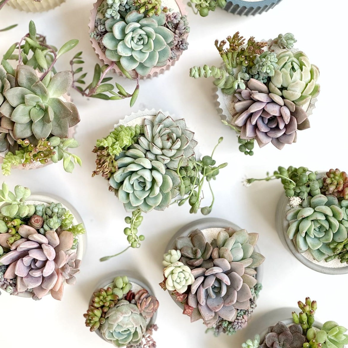 10 Macetas Tulip con plato