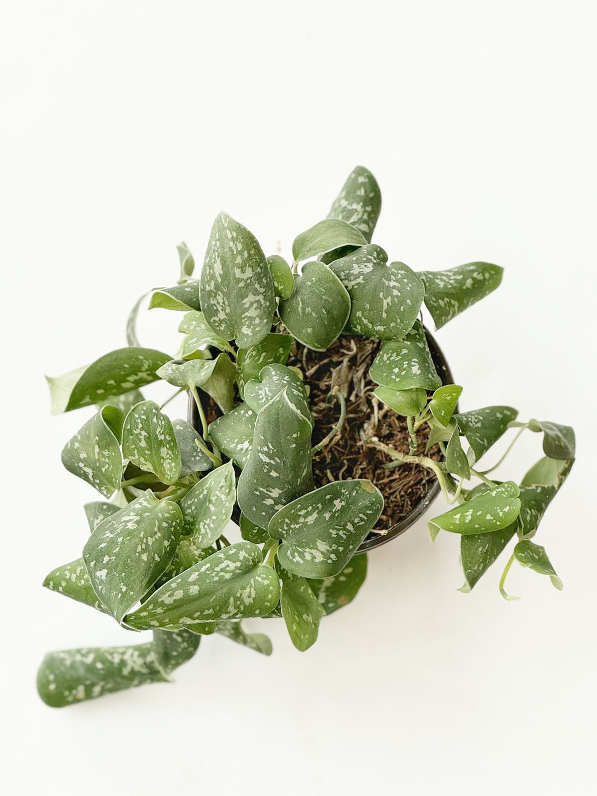 Scindapsus Pictus