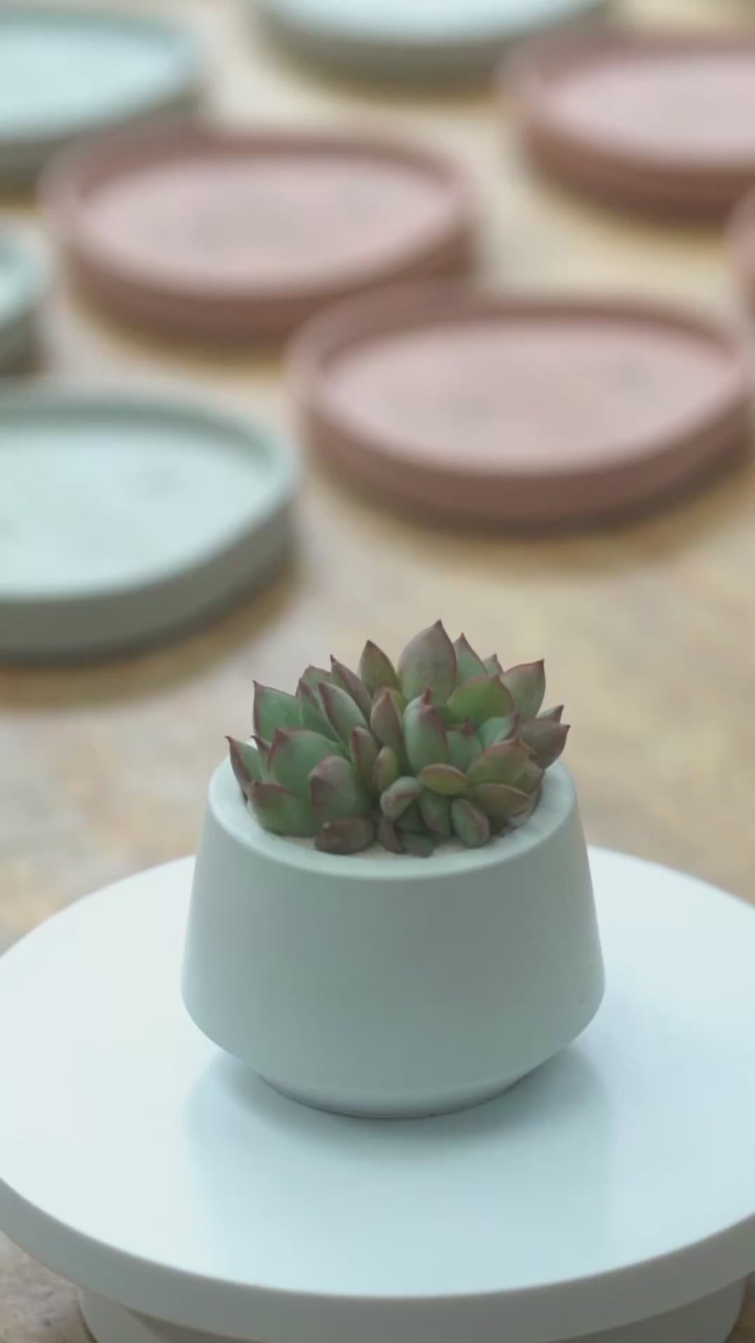 50 Macetas Harper mini con plantas para bolos