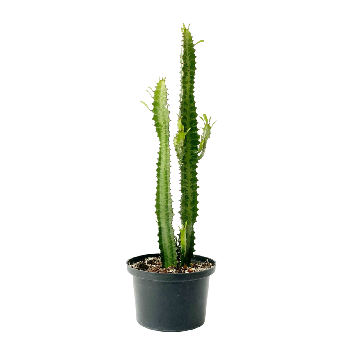 Euphorbia trigona