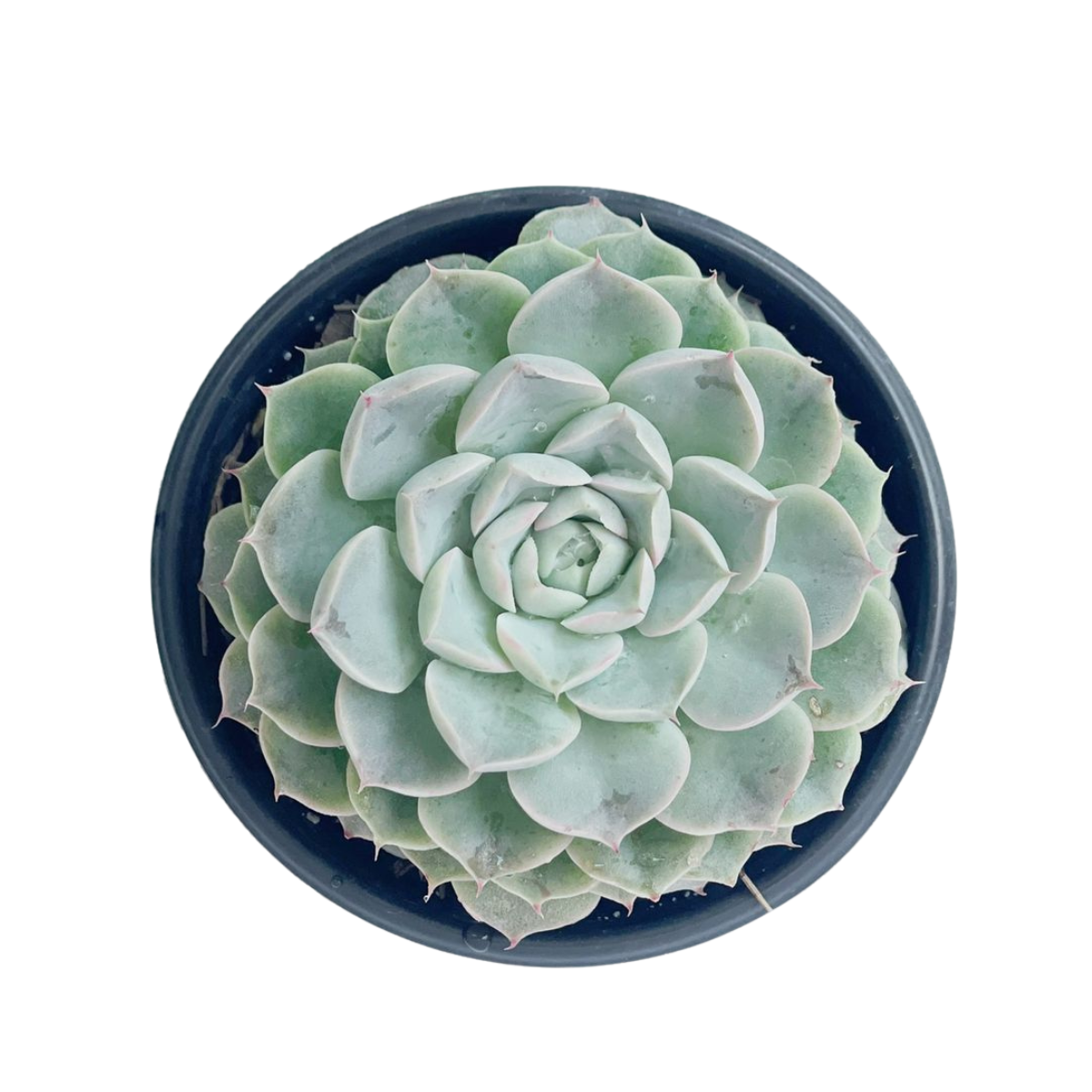 Echeveria Hialyna