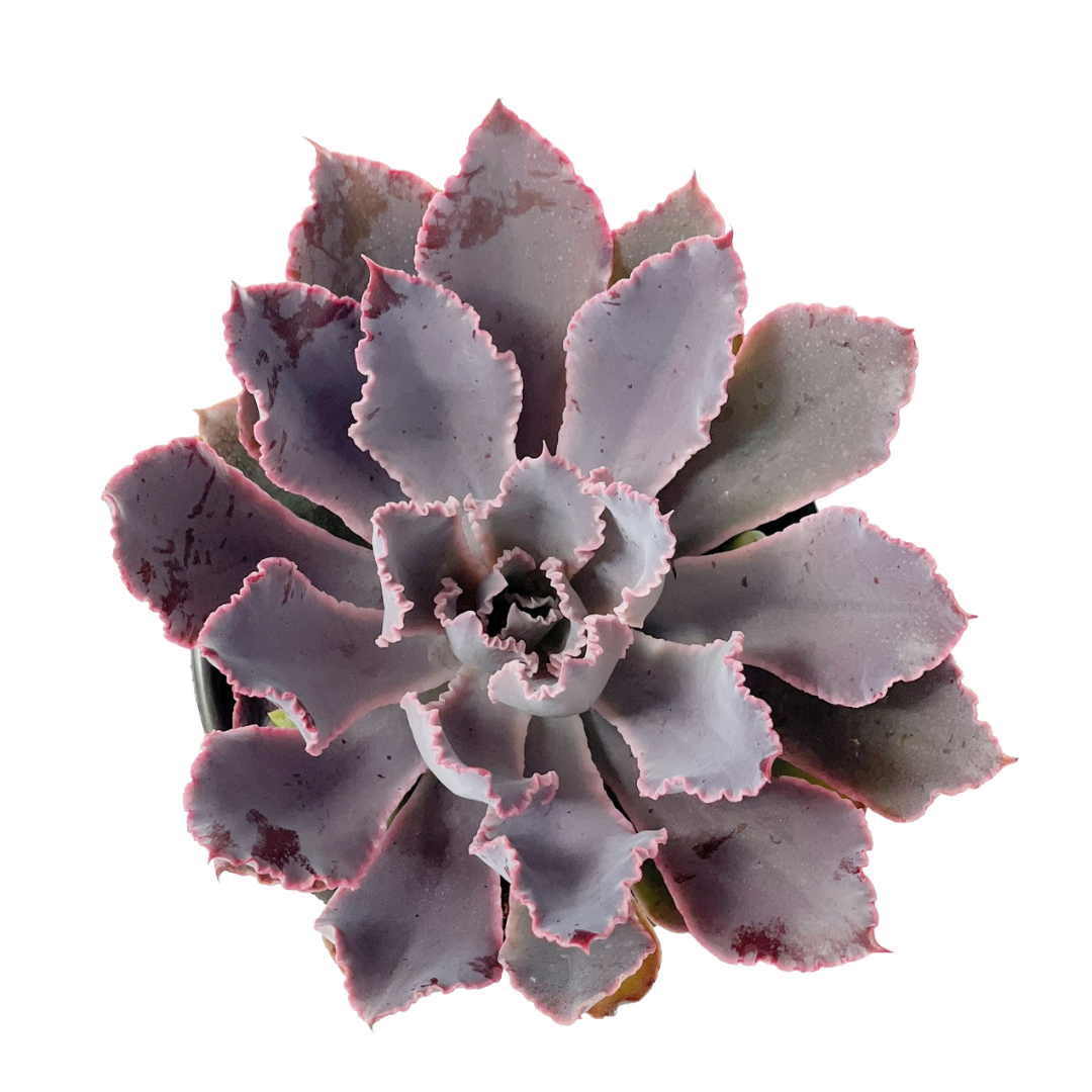 Echeveria Neon breaker