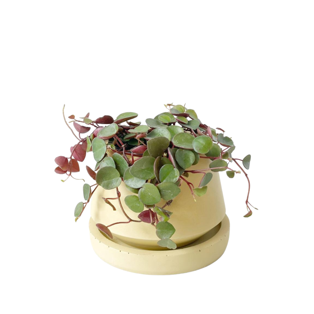 Peperomia "Cascada de Rubi"