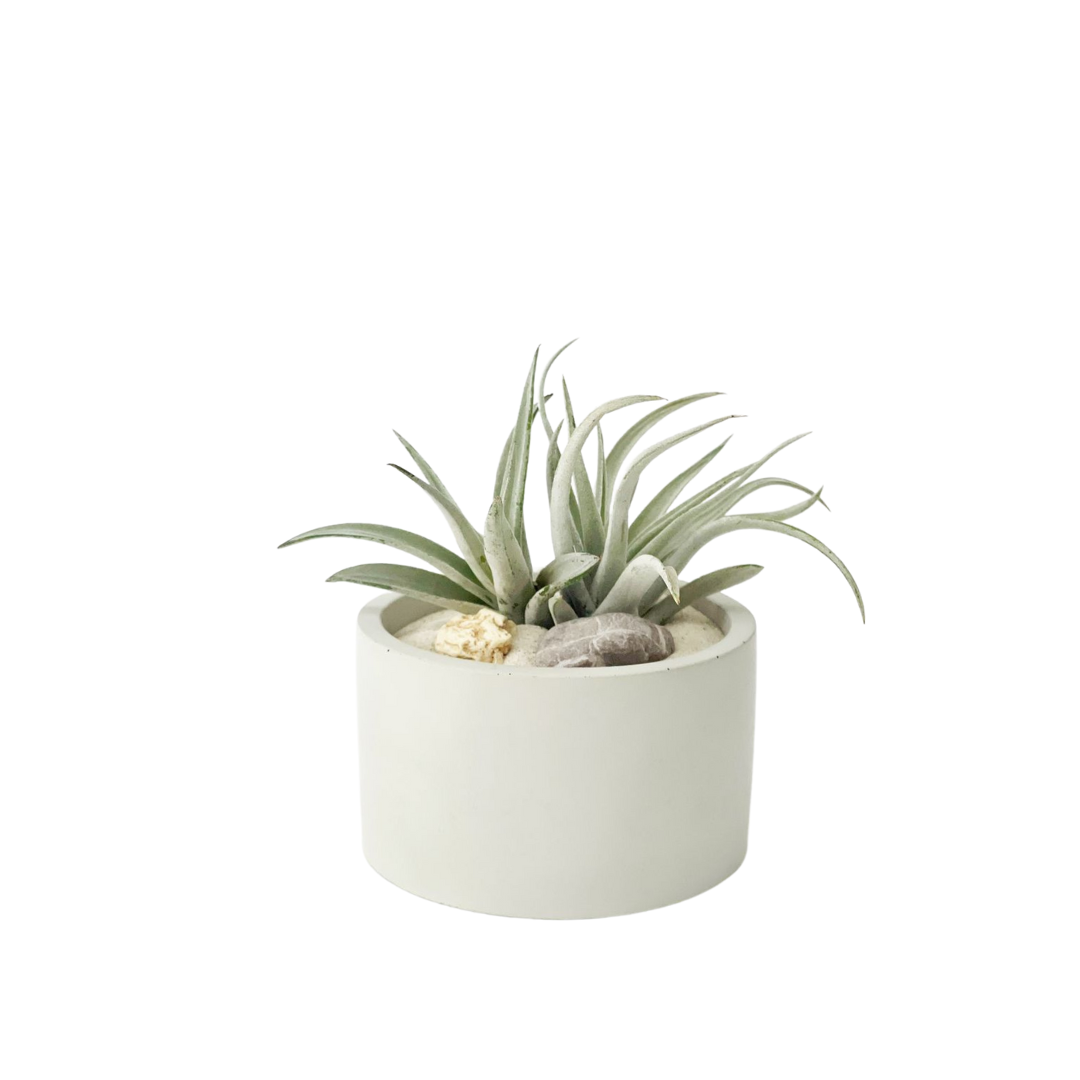 Kit charola, rociador y maceta con plantas de aire