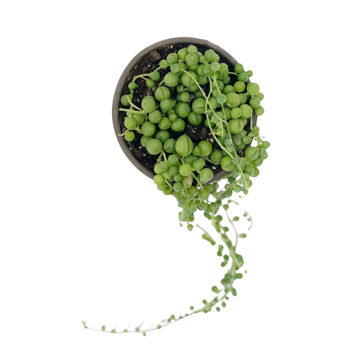 Senecio Rowleyanus o rosario