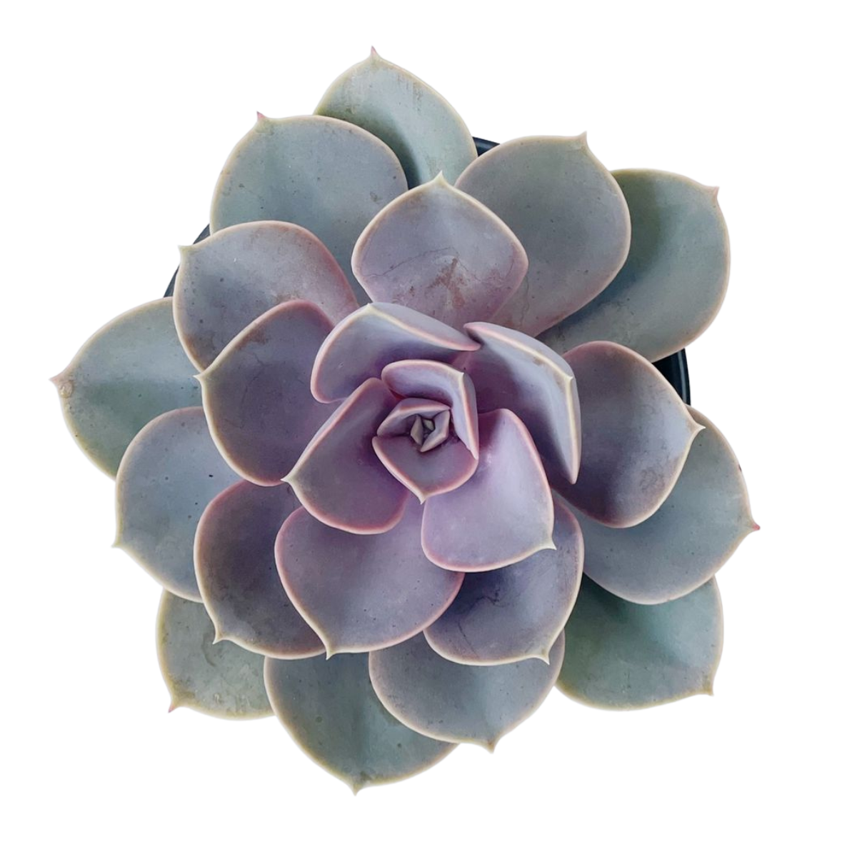 Echeveria ‘Perle von Nürnberg’