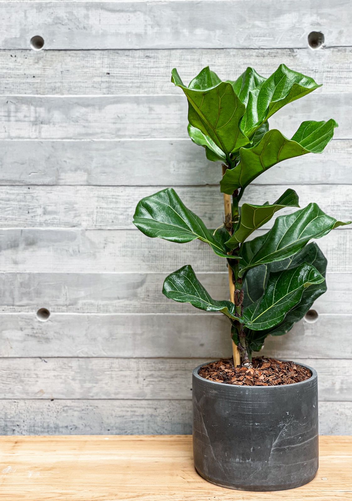 Ficus Pandurata