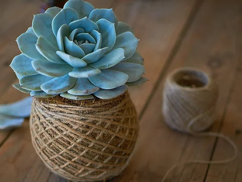 Kokedama de suculentas