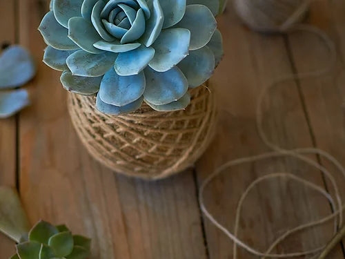 Kokedama de suculentas