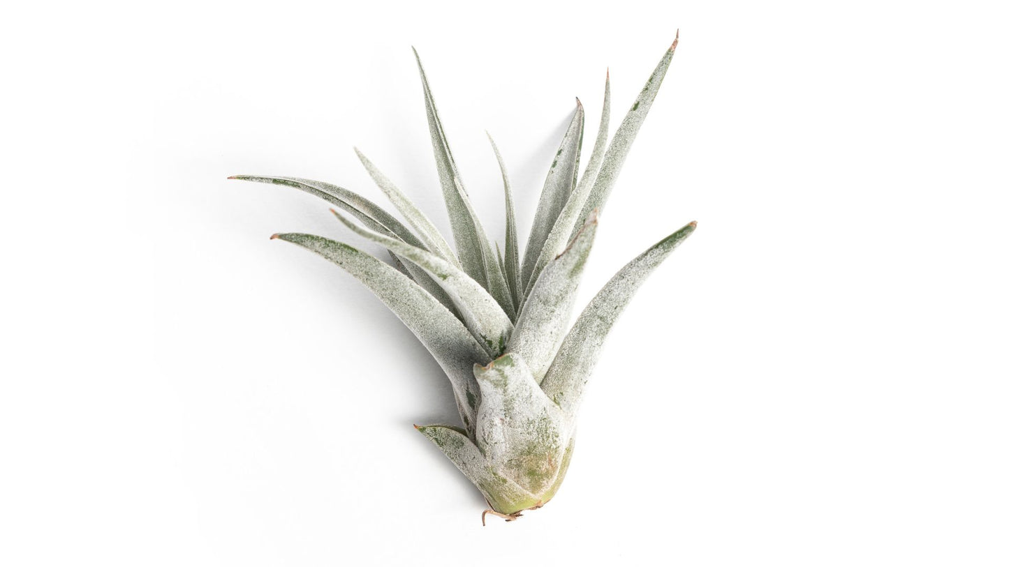 Tillandsia Harrissi