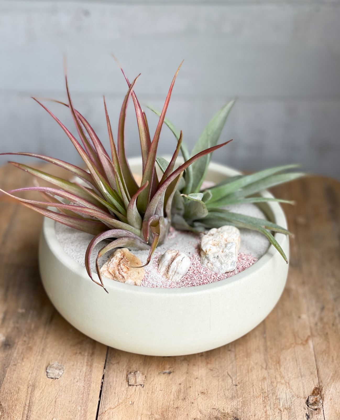 Arreglo en maceta bowl chica con plantas de aire