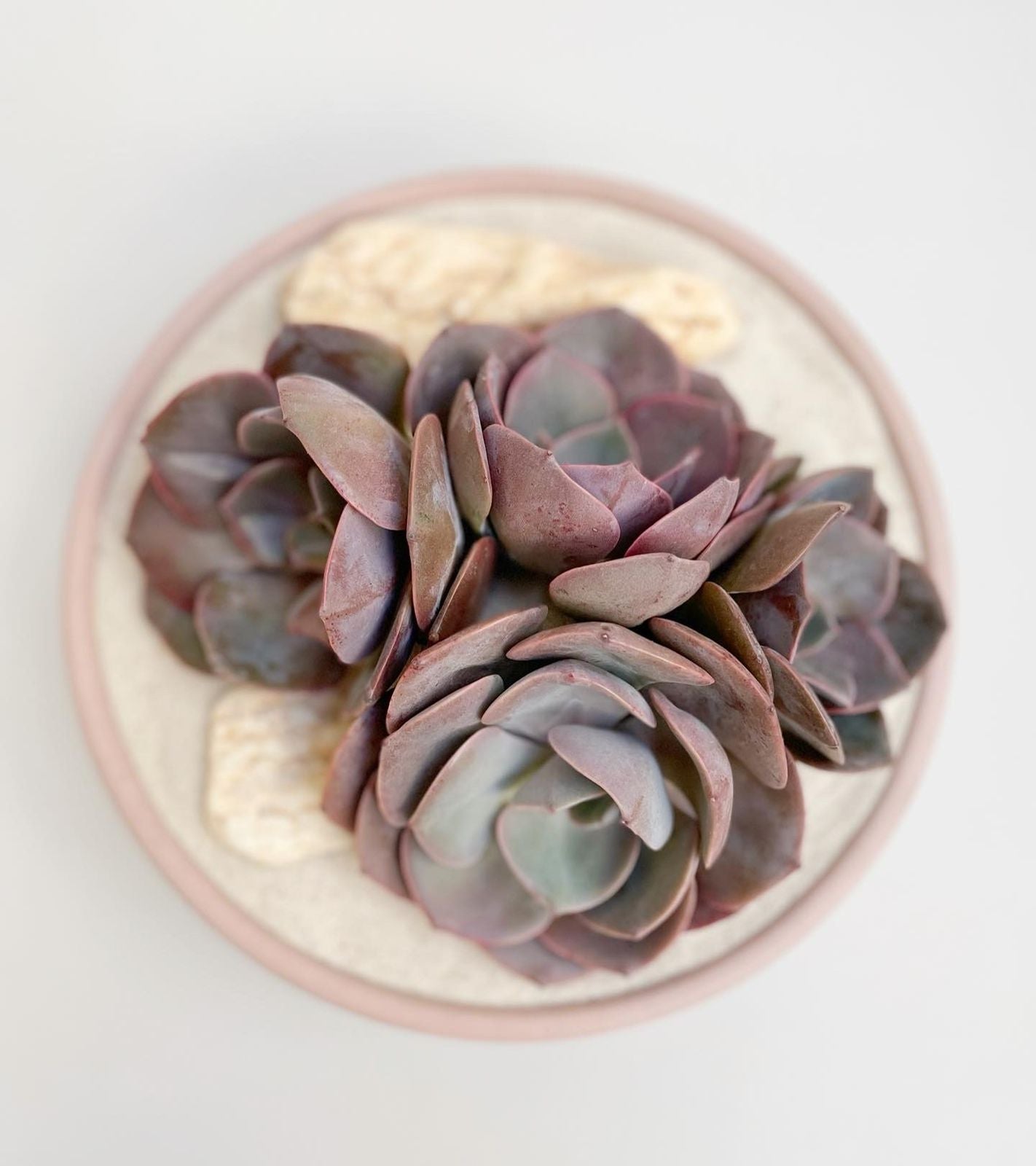Maceta bowl grande