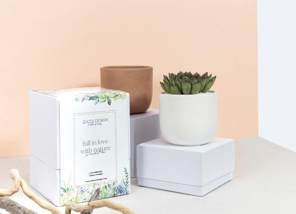 Succulent box
