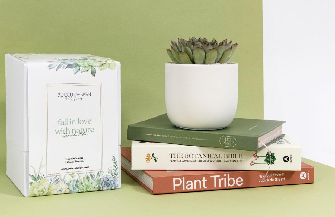 Succulent box
