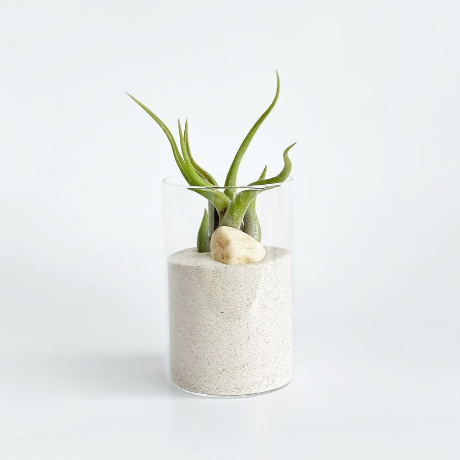 Set de frascos decorativos con plantas de aire