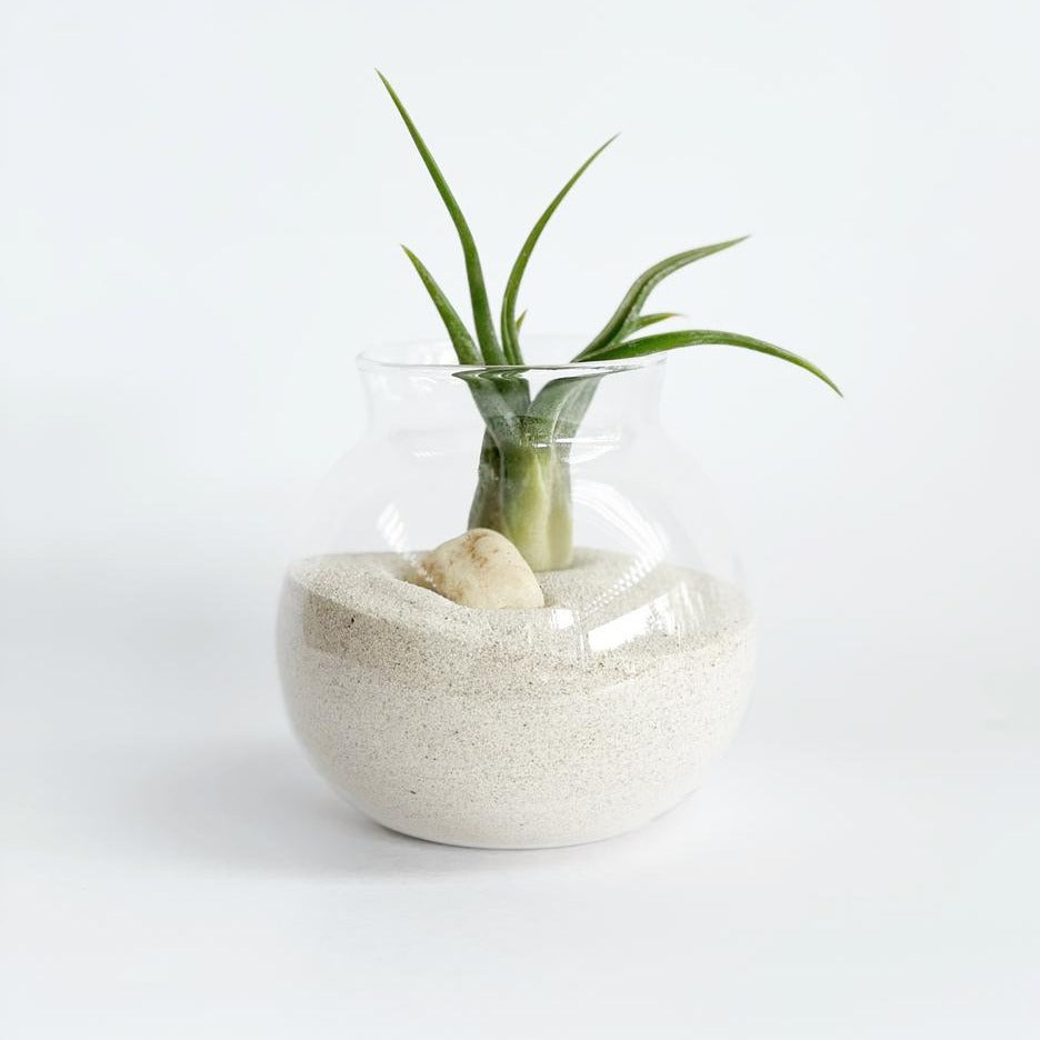 Set de frascos decorativos con plantas de aire