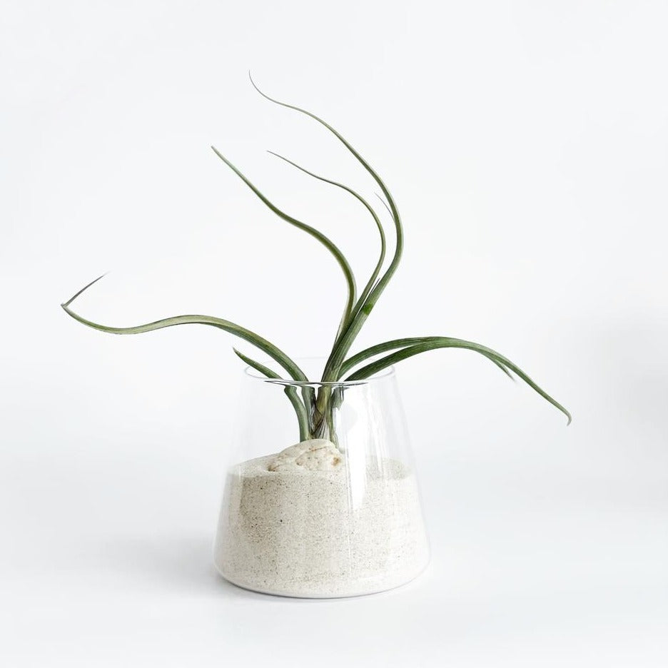 Set de frascos decorativos con plantas de aire
