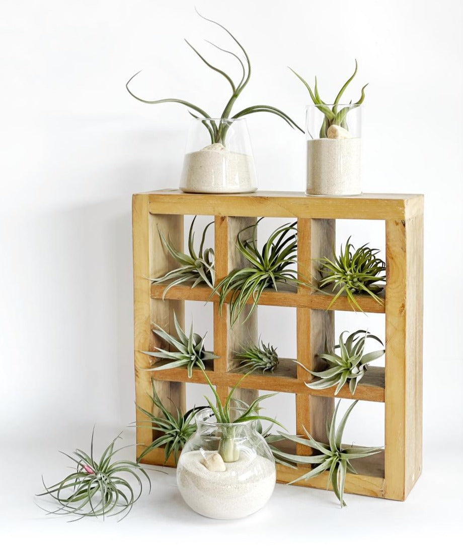 Set de frascos decorativos con plantas de aire
