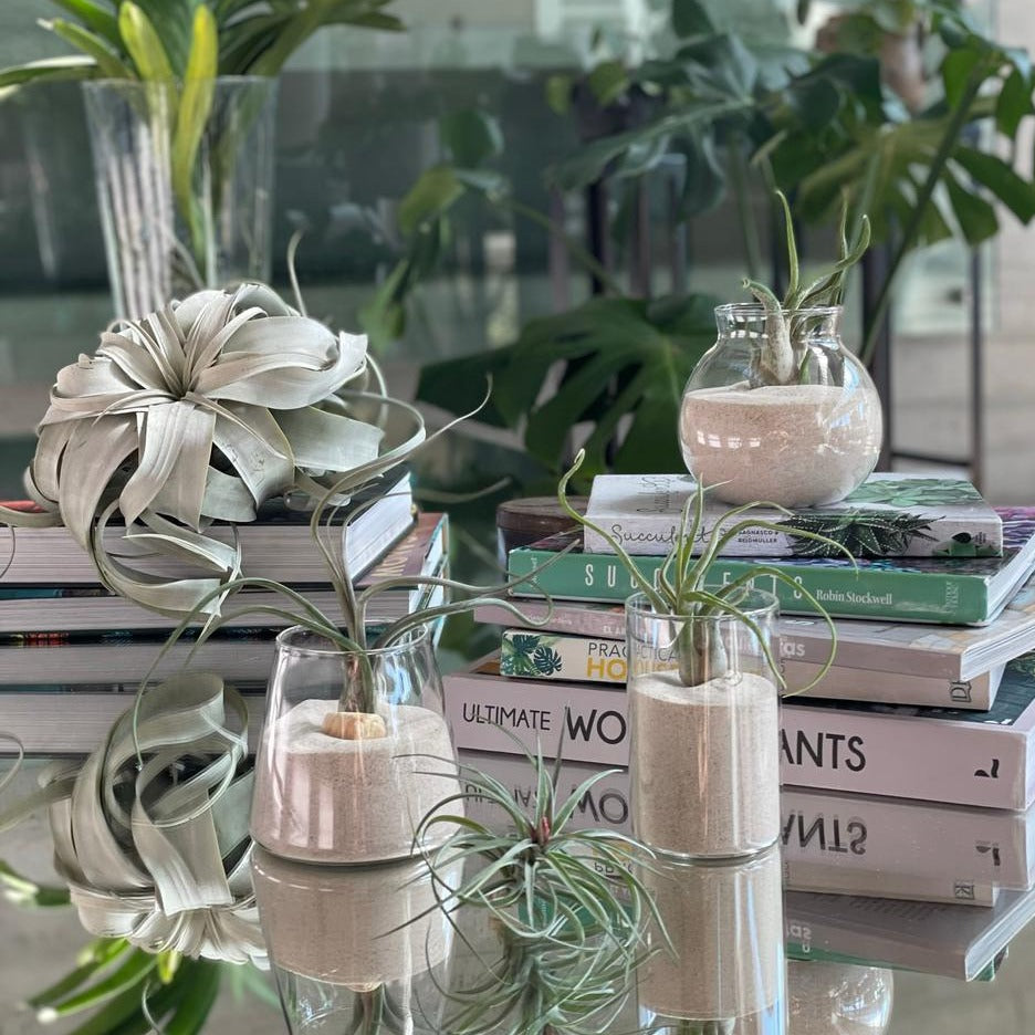 Set de frascos decorativos con plantas de aire