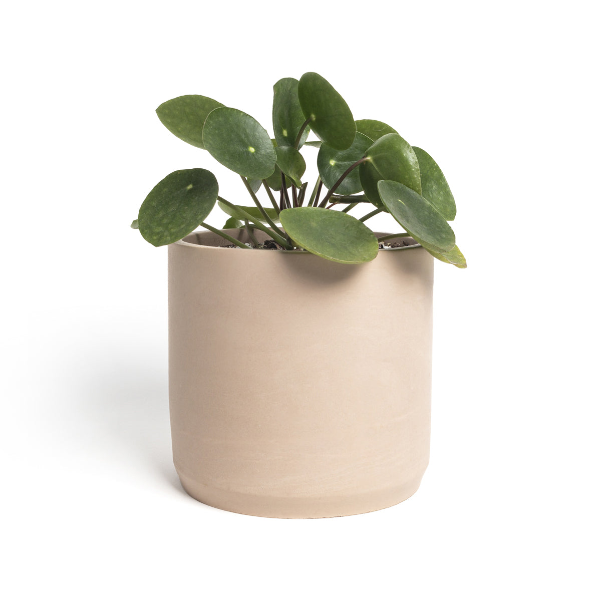 Maceta Clásica Cilindro mediana