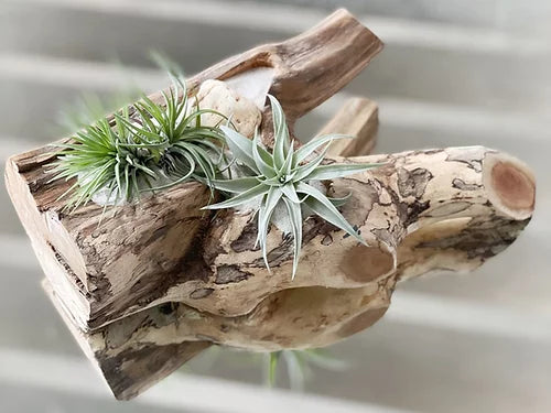 Tronco con Plantas de Aire