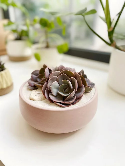 Dusty rose en maceta de concreto
