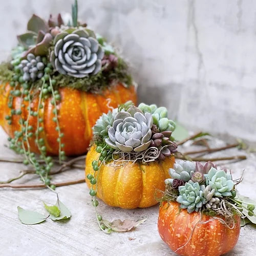 Trío de Calabazas con Suculentas