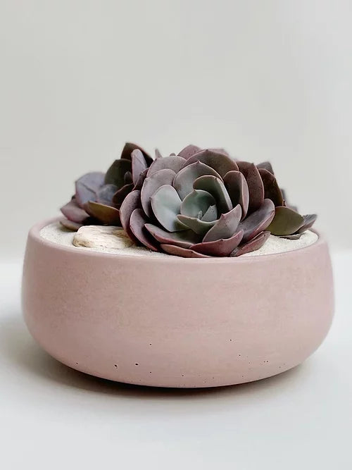 Dusty rose en maceta de concreto