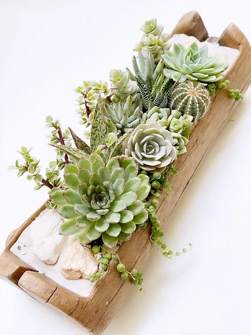 Canoa de suculentas y cactus rústica