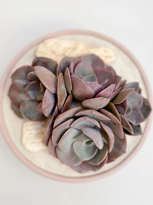 Dusty rose en maceta de concreto